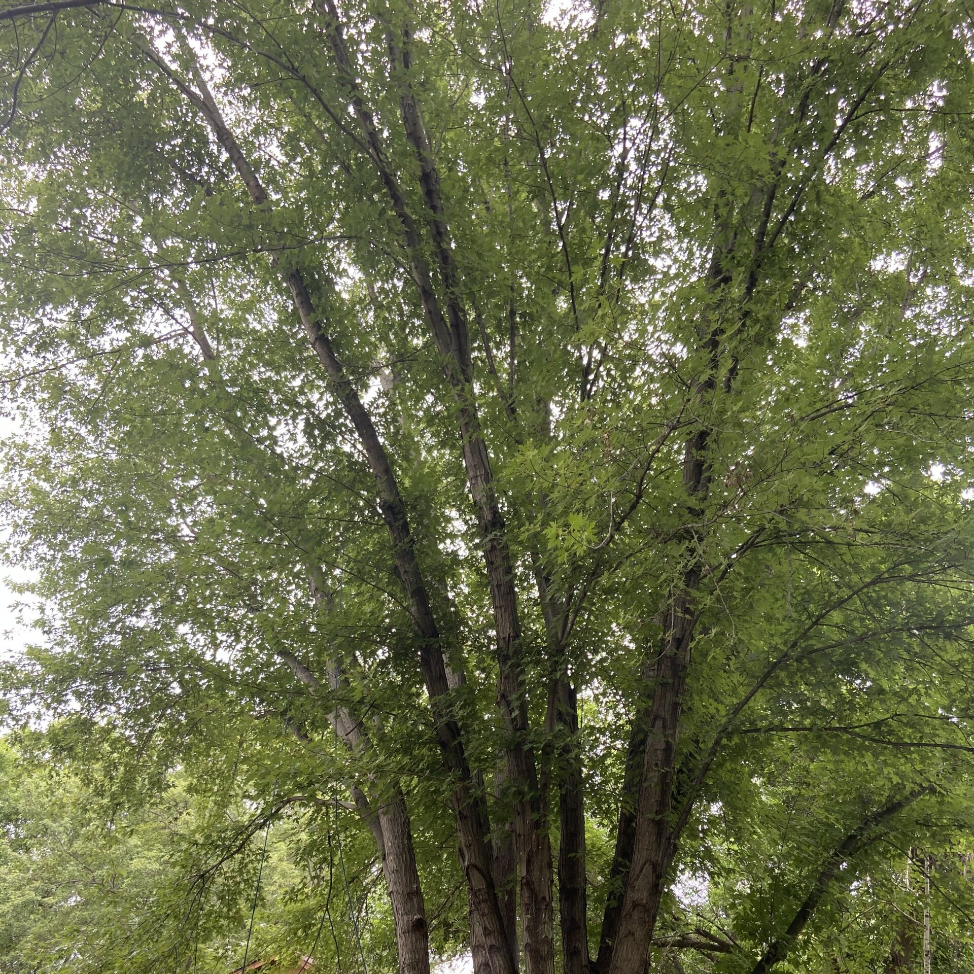 Commercial Tree Services — Maple Grove, MN — Yes! Trees