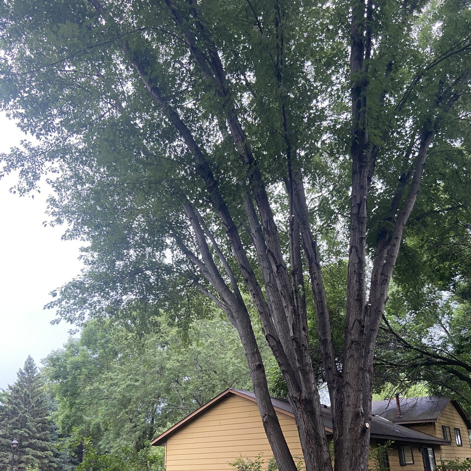 Commercial Tree Services — Maple Grove, MN — Yes! Trees