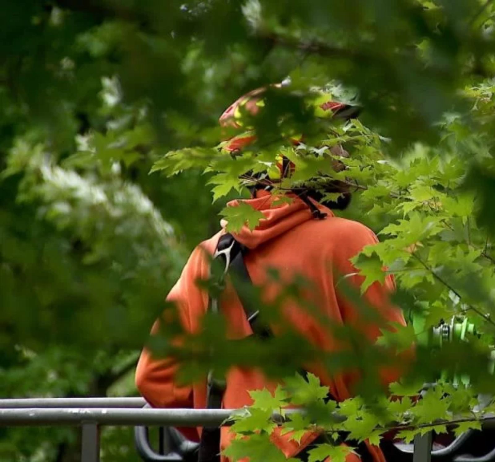 tree arborist working on tree trimming in maple grove