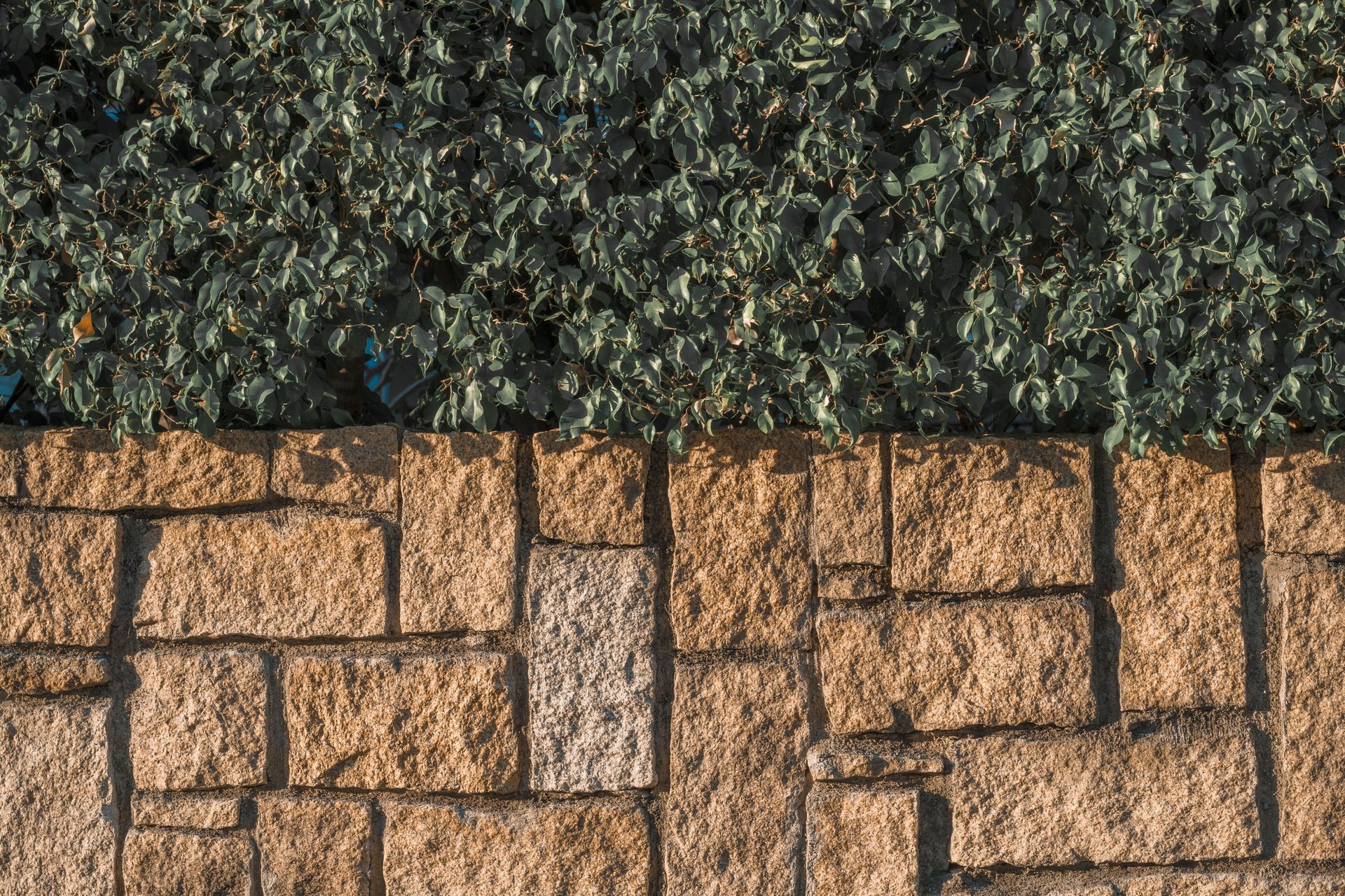 Close-up of dark green foliage over tan stone pavers in a garden path pattern