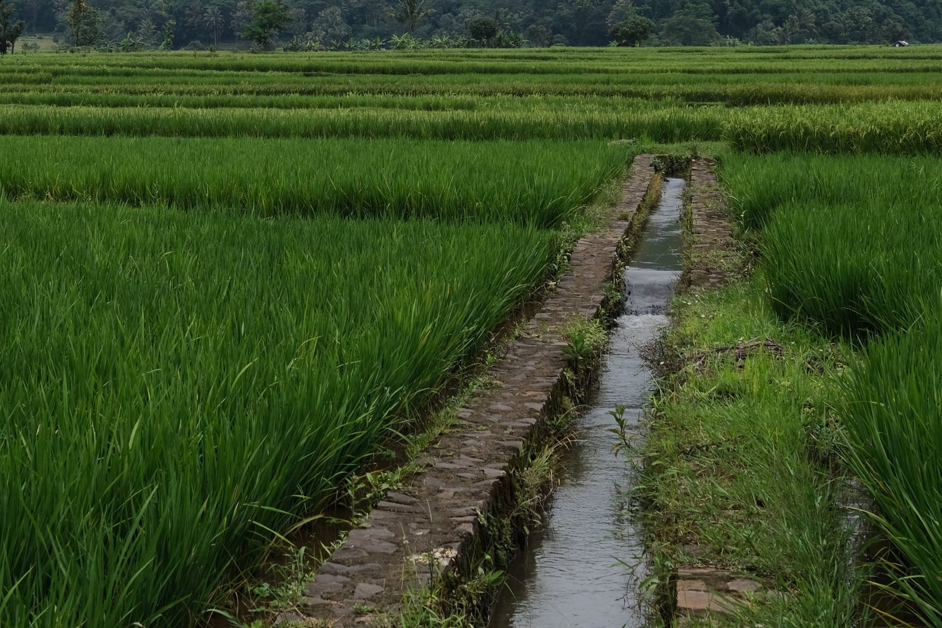 Rice paddy with green crops and a narrow water-filled irrigation channel