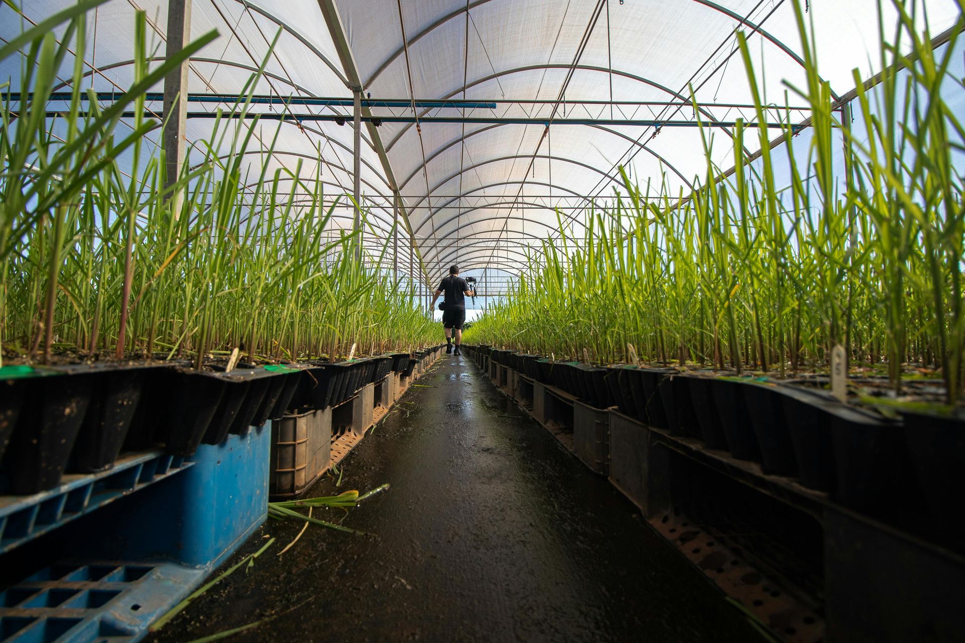 Green plants in rows inside a greenhouse, with a person walking down the center aisle
