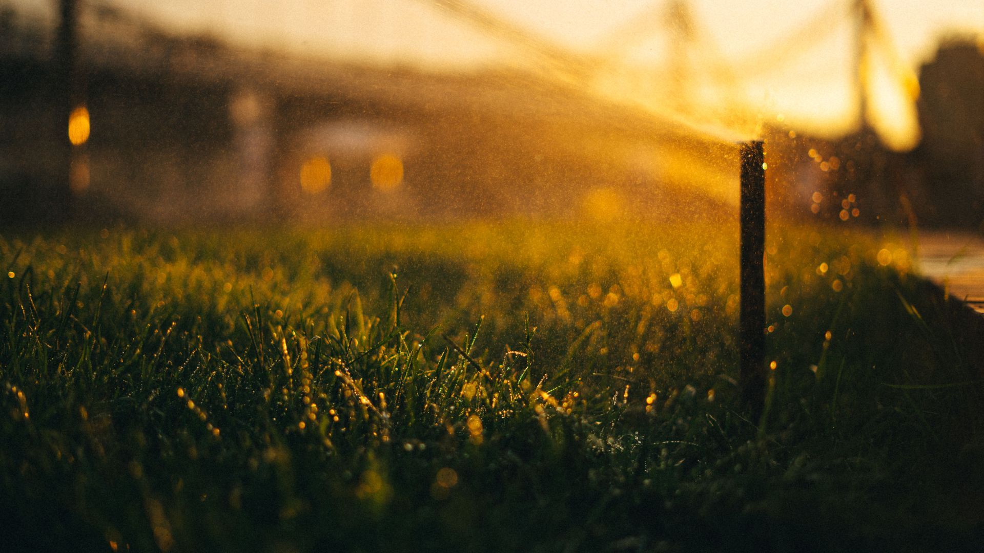 Sunlit field of tall grass with water droplets at sunset, blurred background and wooden fence posts