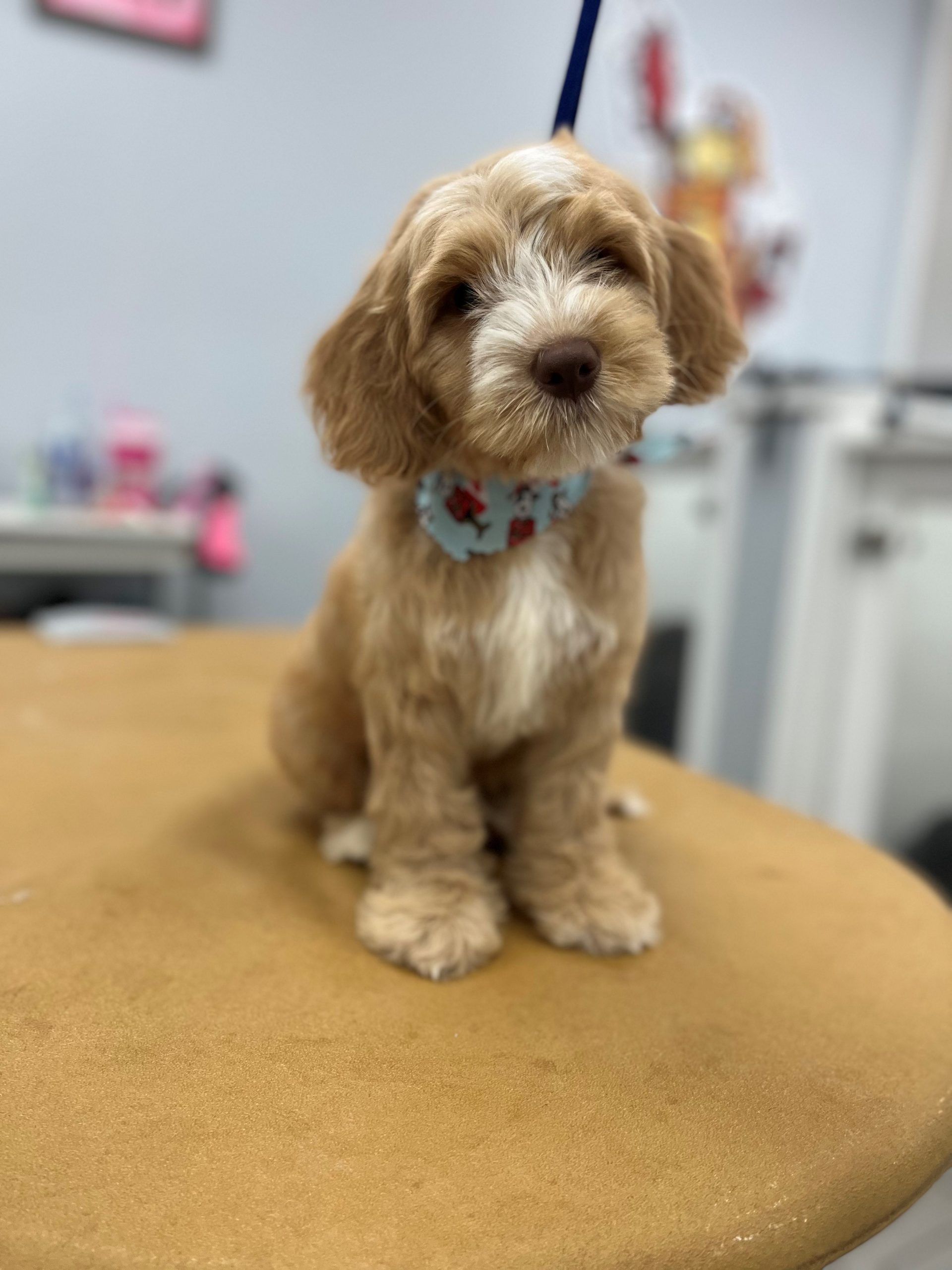 Fluffy white dog with heart-pattern bandana after grooming at Paws in the Bath (Aurora, Bradford, Keswick, King City, Newmarket, Toronto).