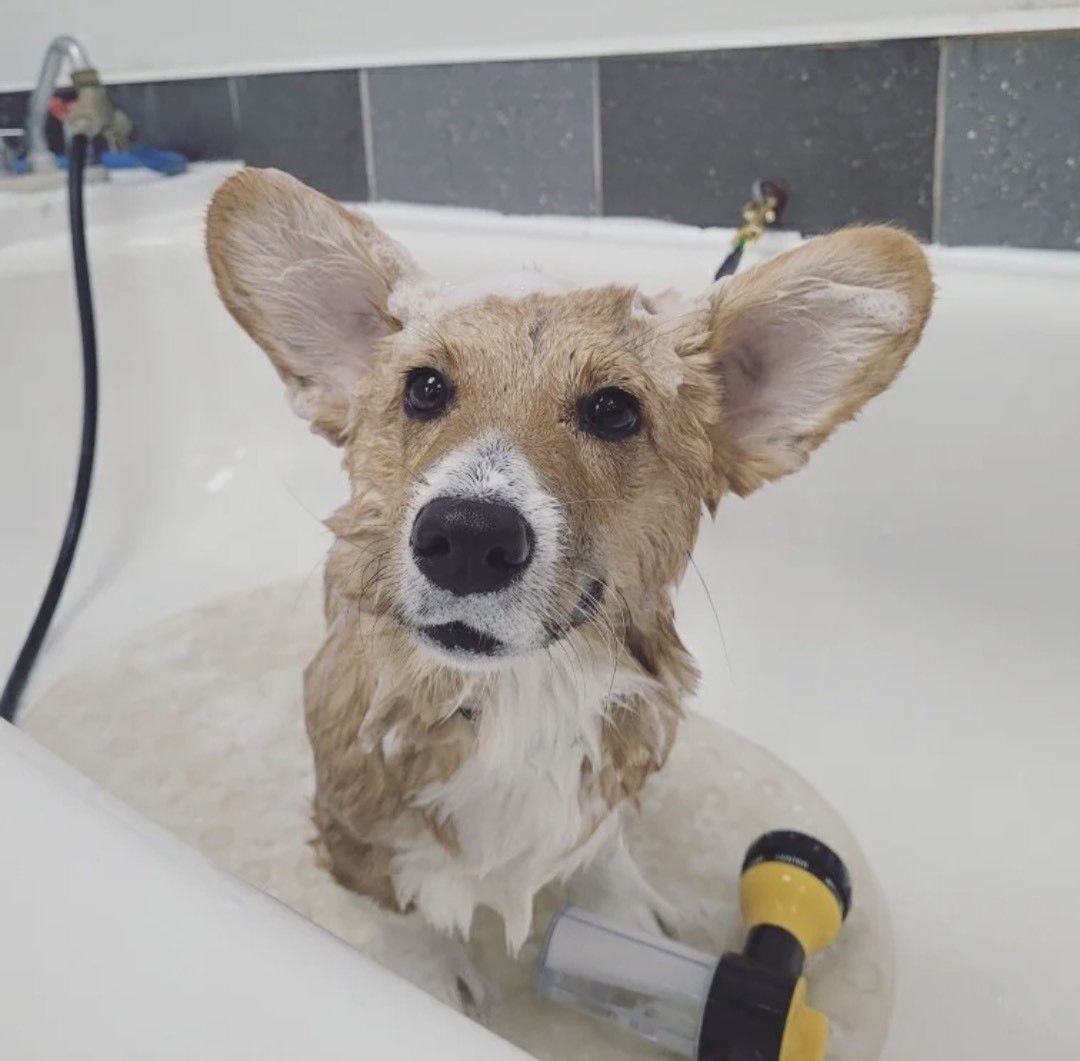 Wet Corgi sitting in a white grooming tub during bath time at Paws in the Bath pet salon (Aurora, Bradford, Keswick, King City, Newmarket, Toronto).