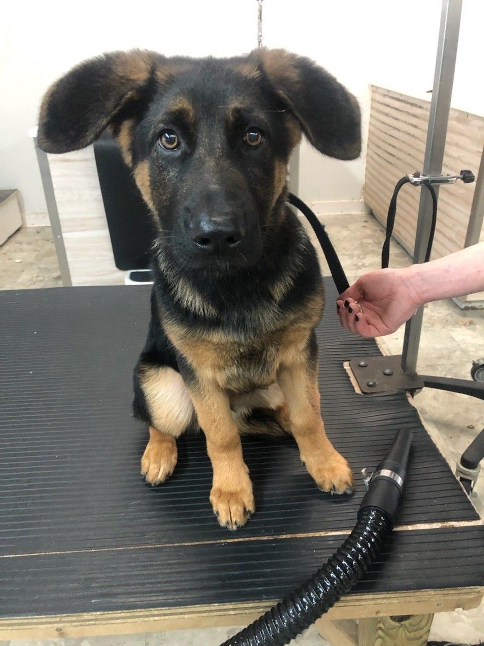 German Shepherd sitting on a grooming table after bath and blow-dry at Paws in the Bath pet salon (Aurora, Bradford, Keswick, King City, Newmarket, Toronto).