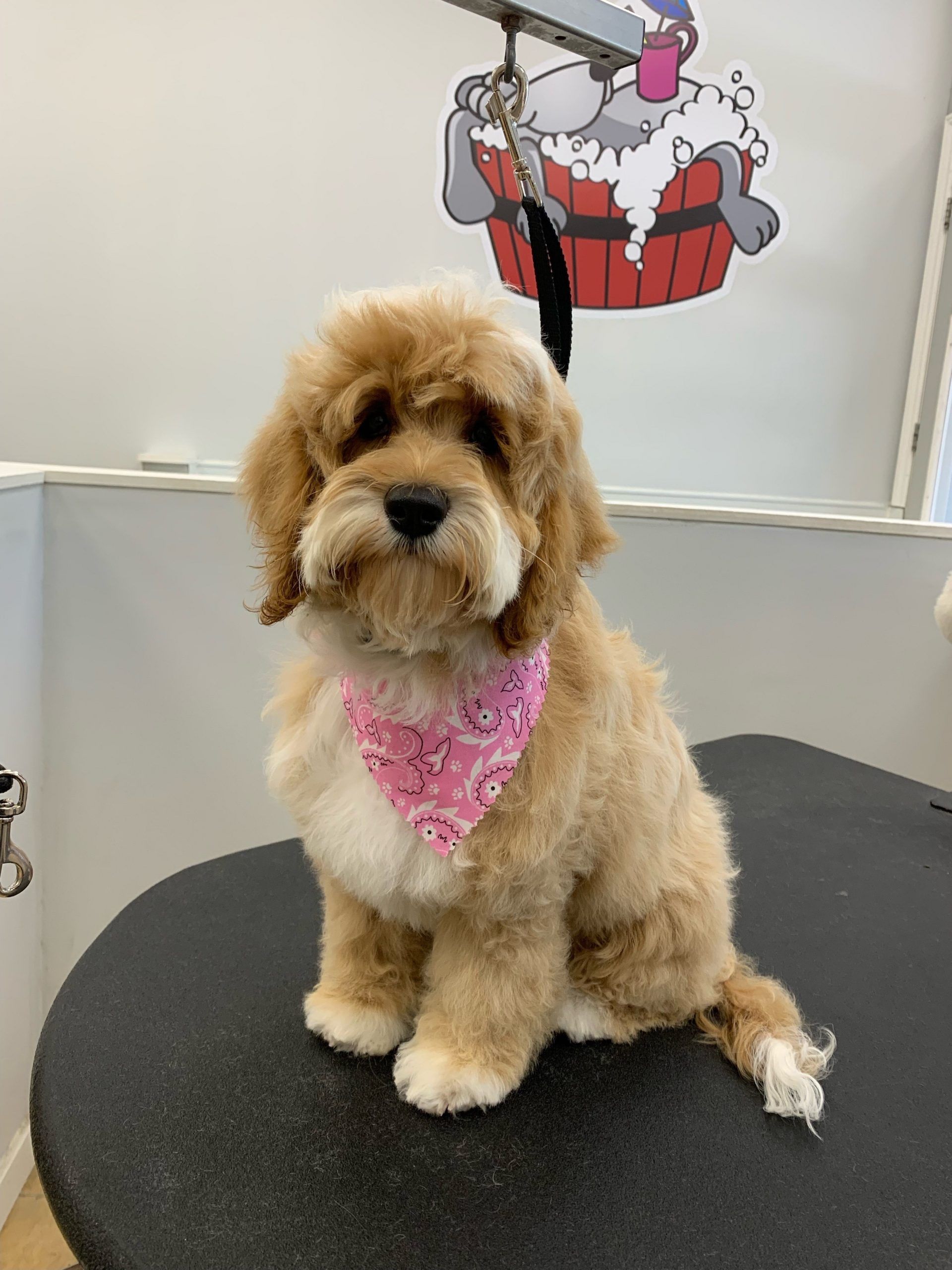 Fluffy doodle dog with a pink bandana sitting on a grooming table after a haircut at Paws in the Bath pet salon (Aurora, Bradford, Keswick, King City, Newmarket, Toronto).