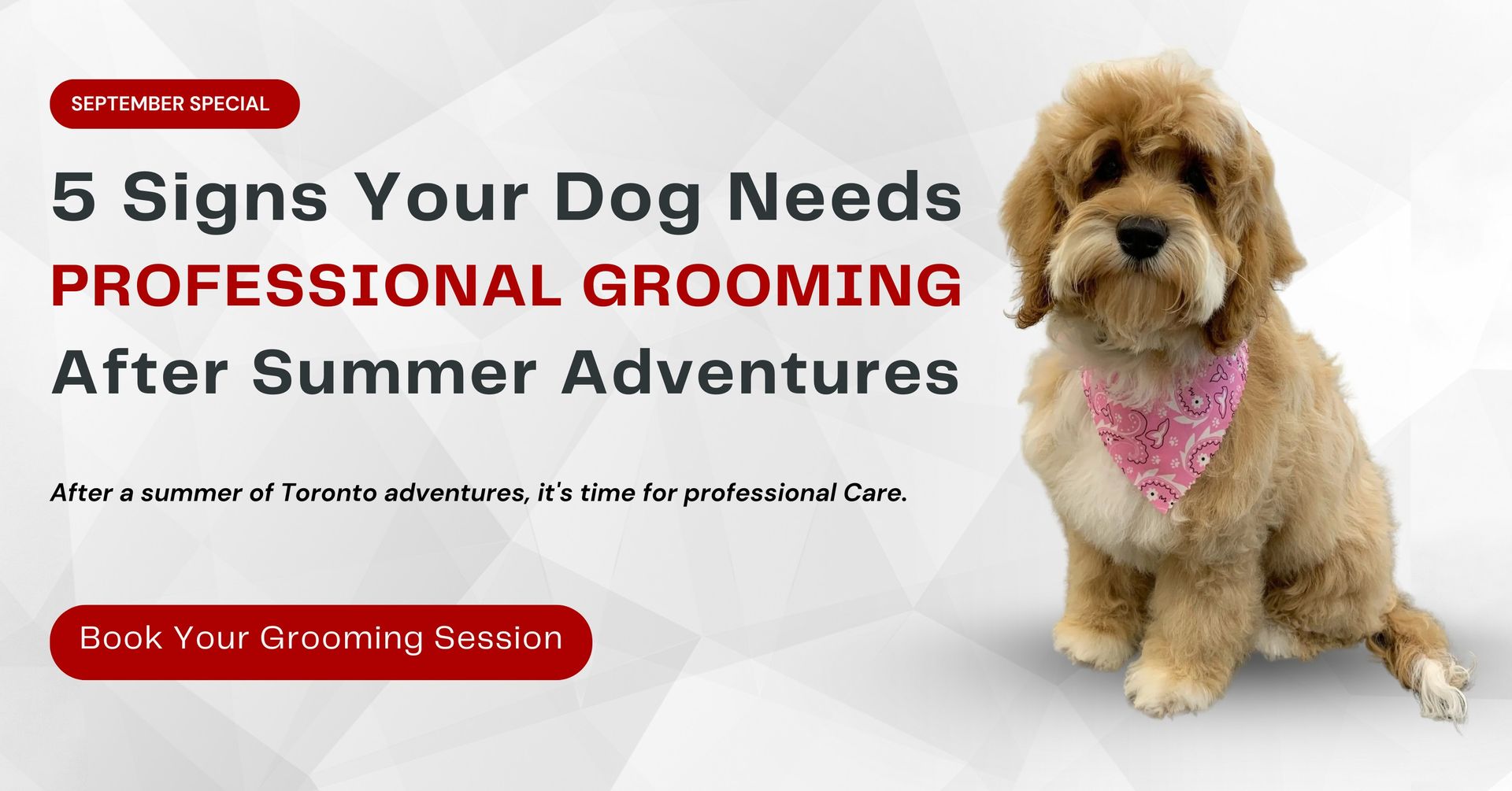Picture of 5 Signs Your Dog Needs Professional Grooming After Summer