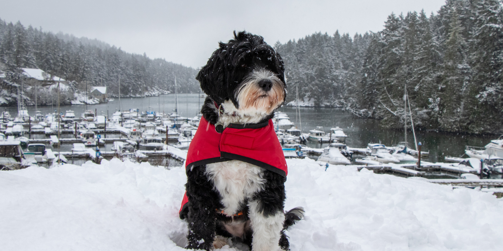 Black & white god sitting in the snow with a red coat on