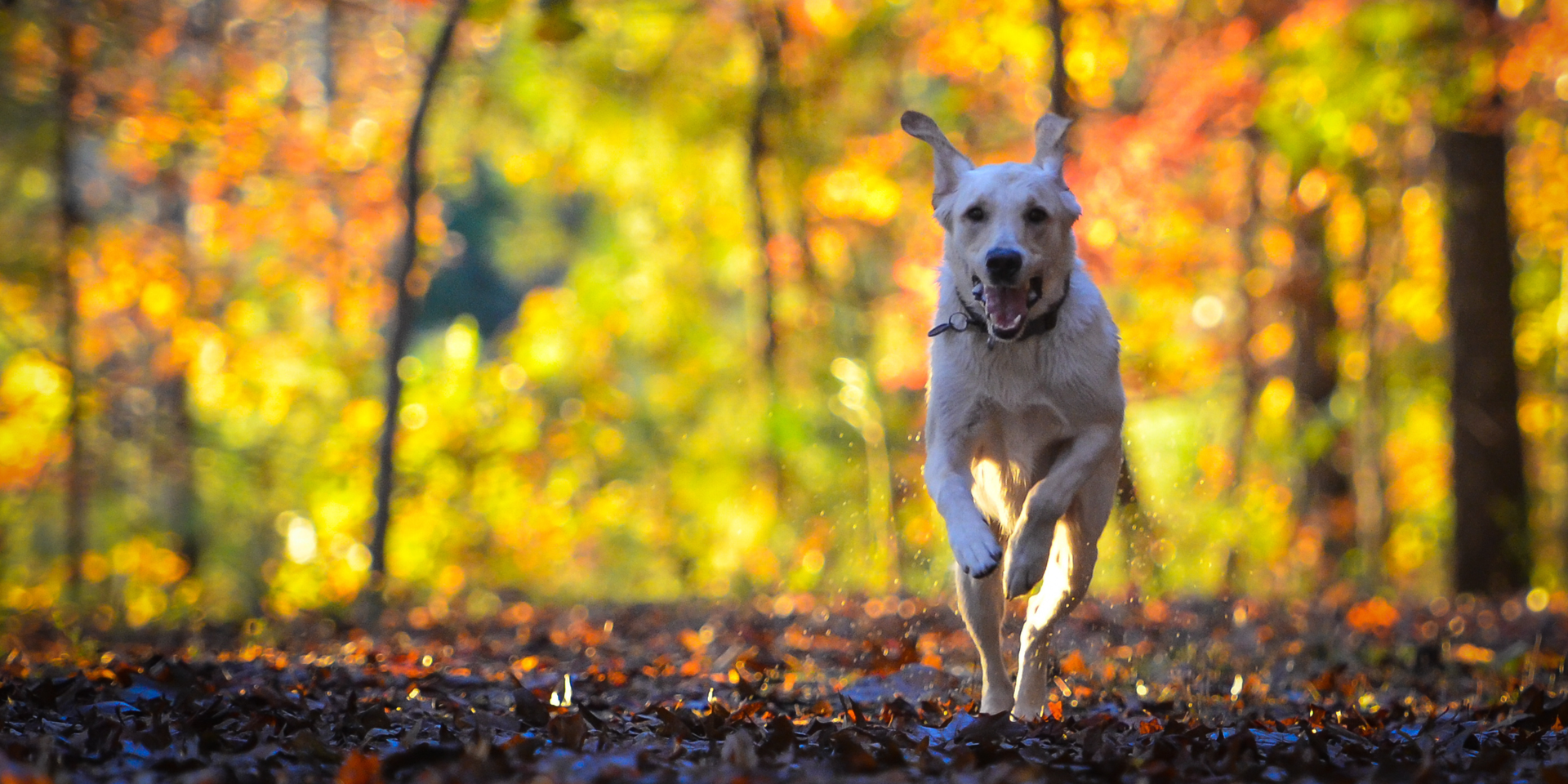 A yellow lab running through the fall forest