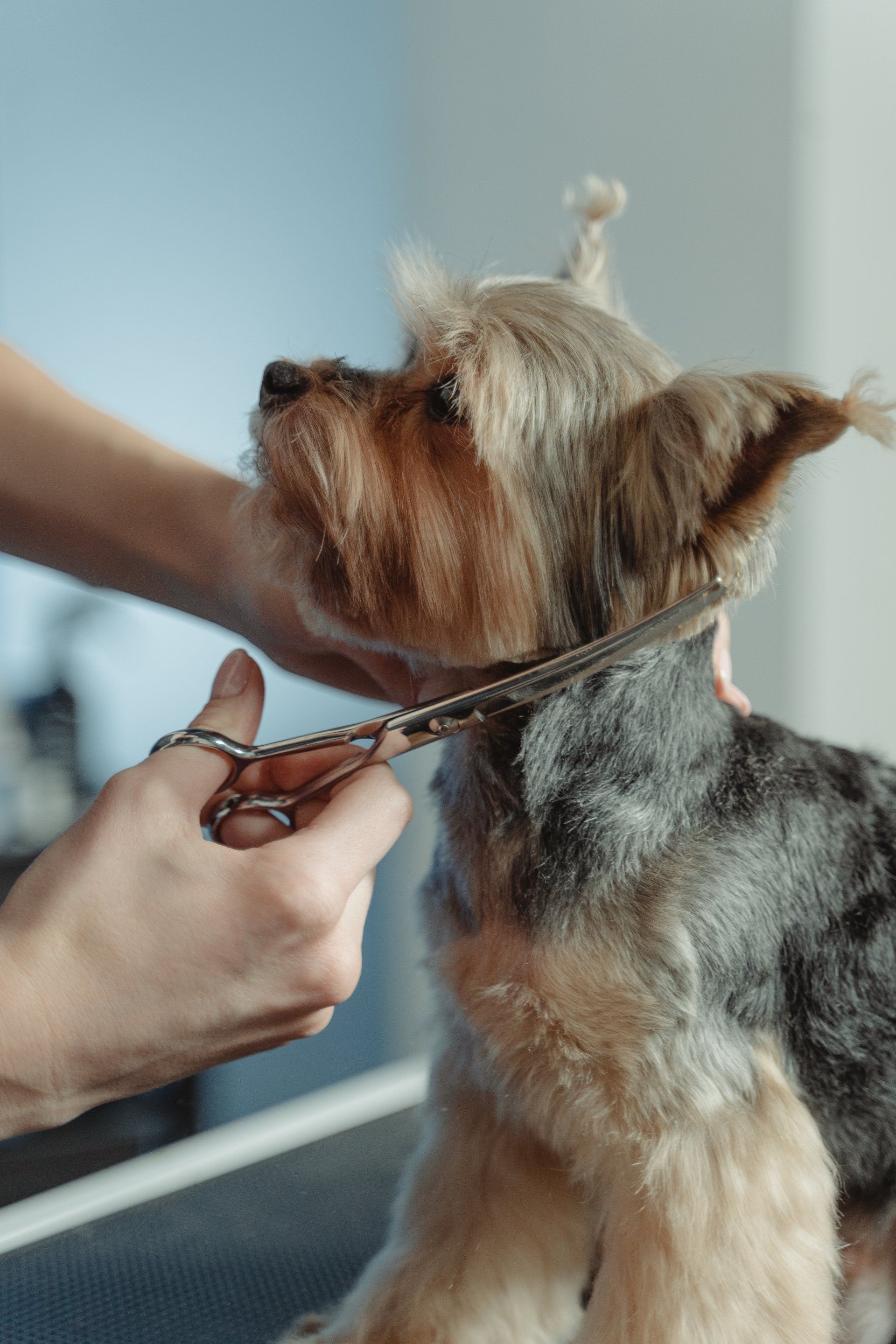 Paws in the Bath Dog Grooming dog grooming listing photo