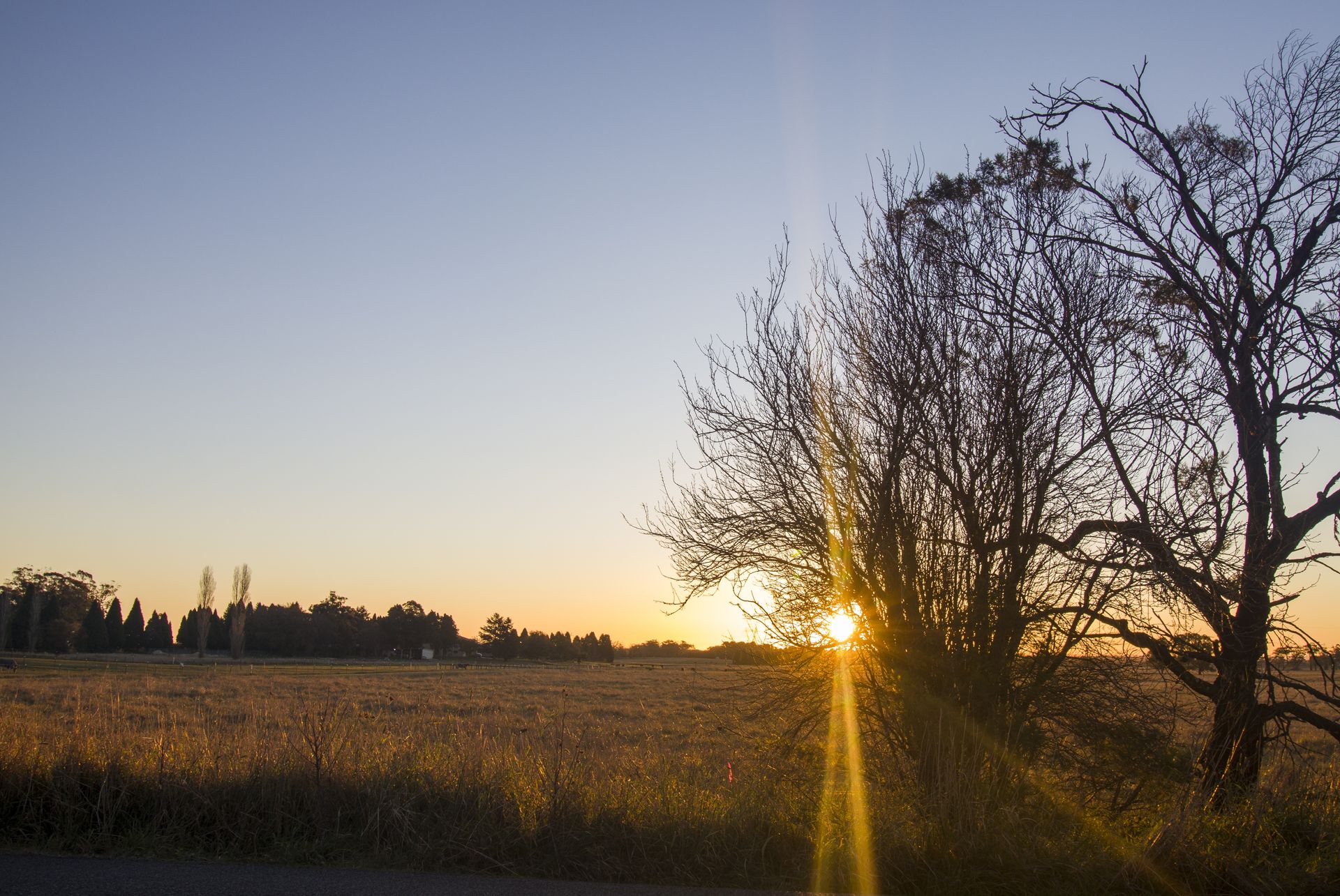 The sun is setting behind a tree in a field — Nudges Plumbing In Wellington, NSW
