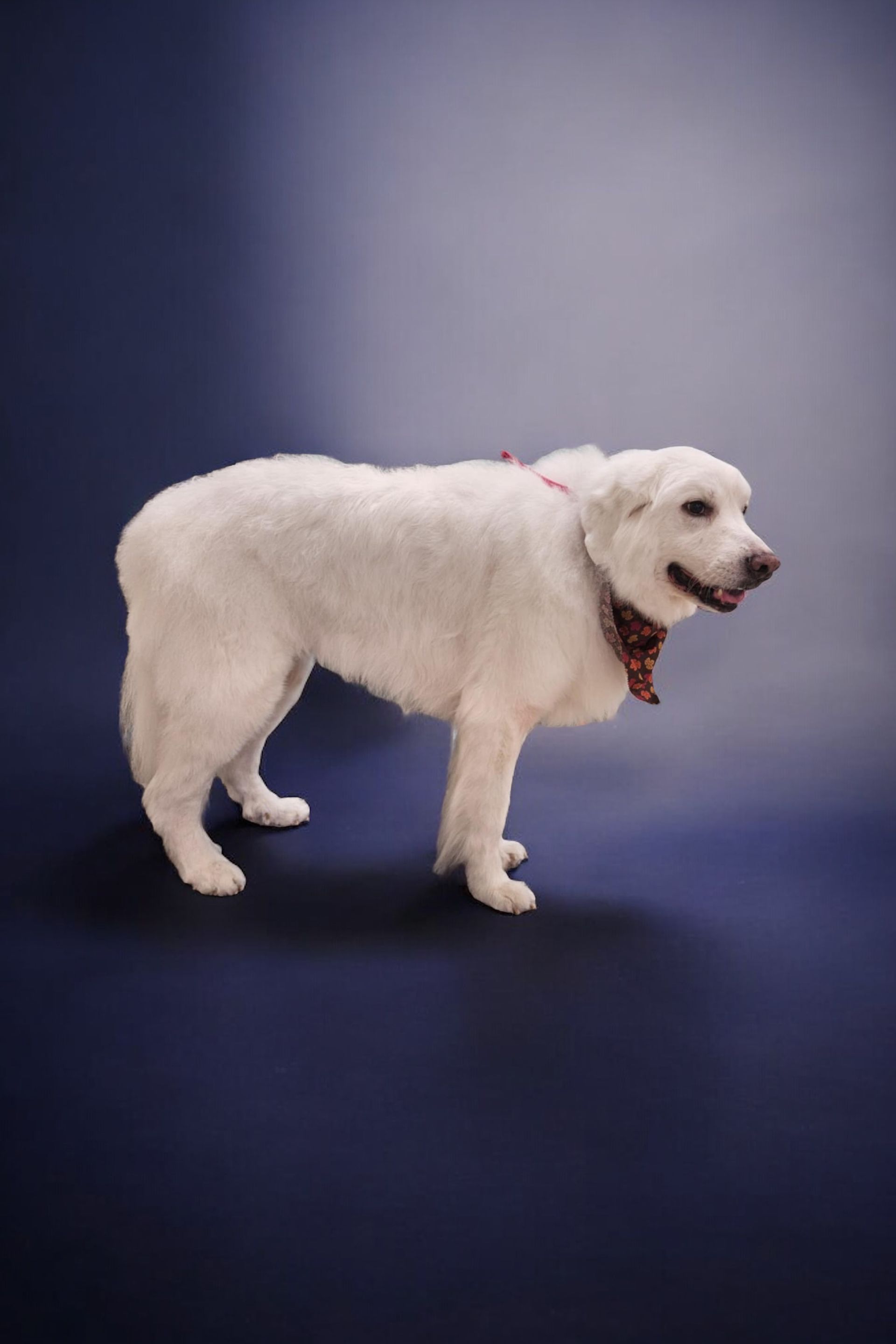 A white dog with a red scarf around its neck is standing on a blue background.