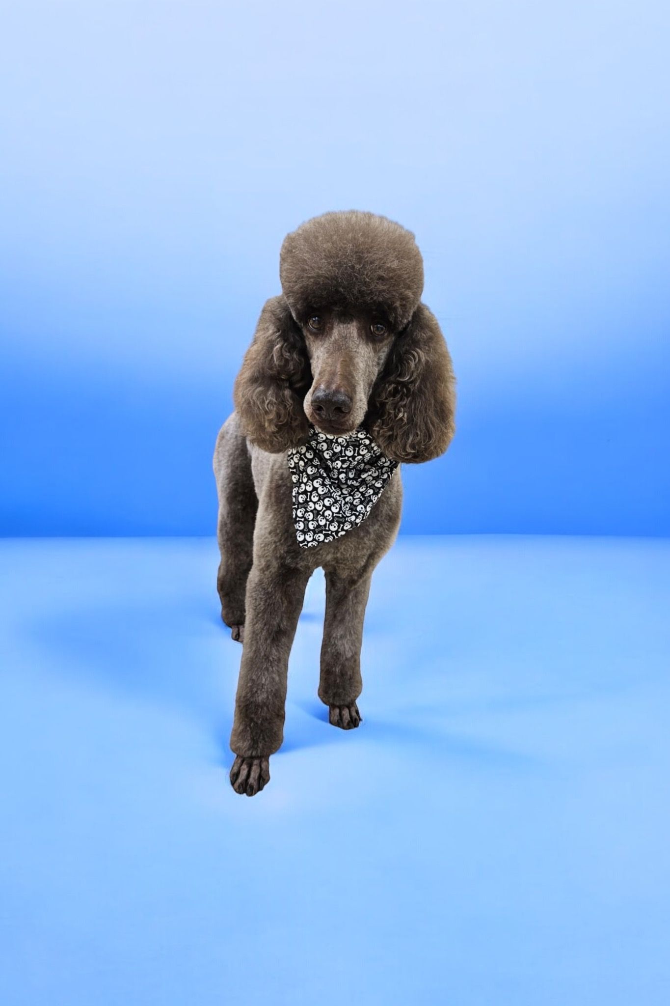 A brown poodle wearing a bandana is standing on a blue surface.