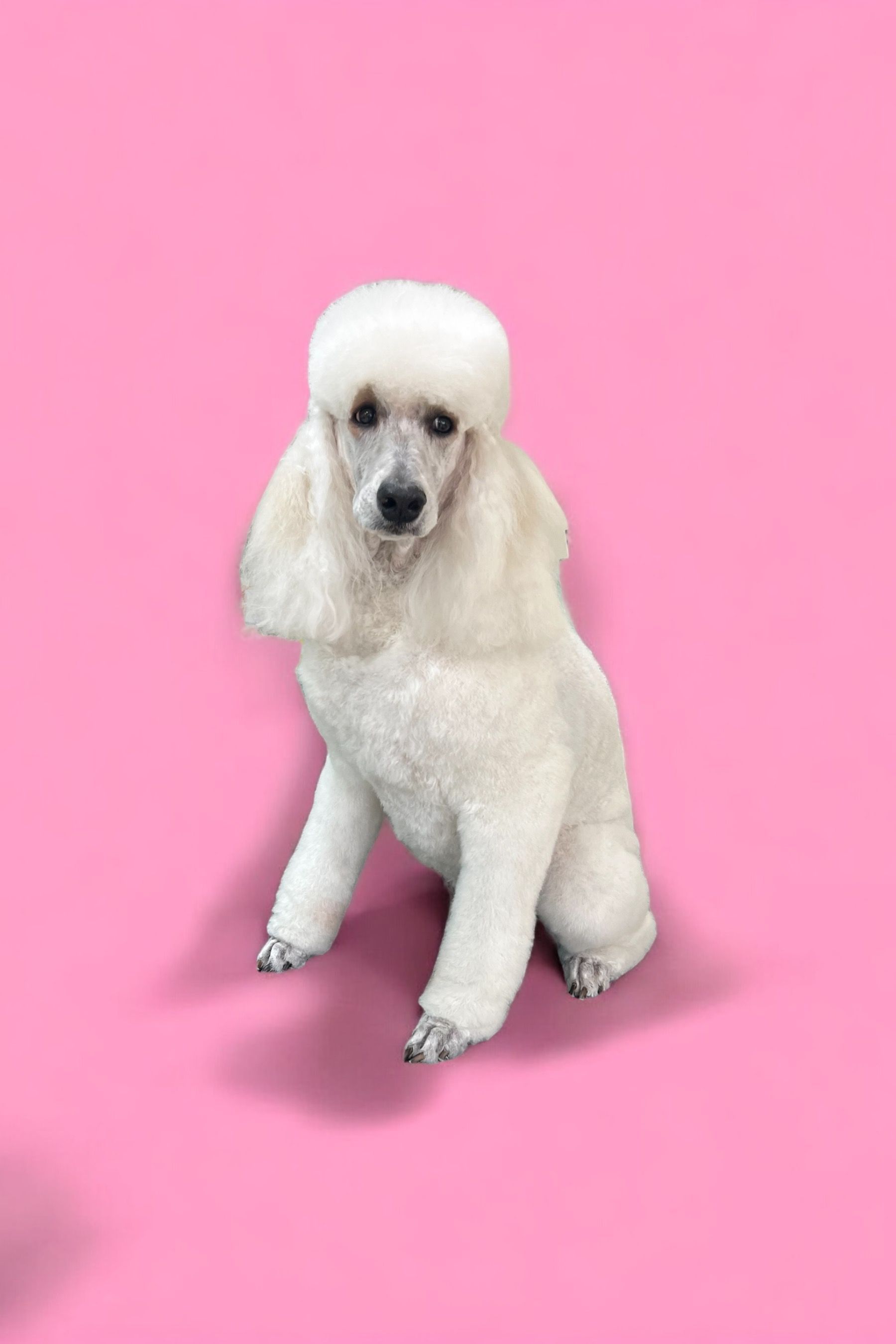 A white poodle is sitting on a pink background.