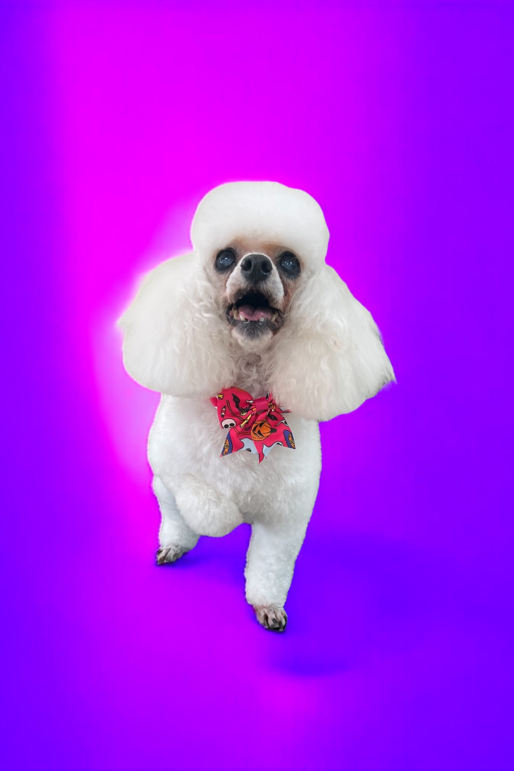 A white poodle wearing a red bow tie is standing on a purple background.