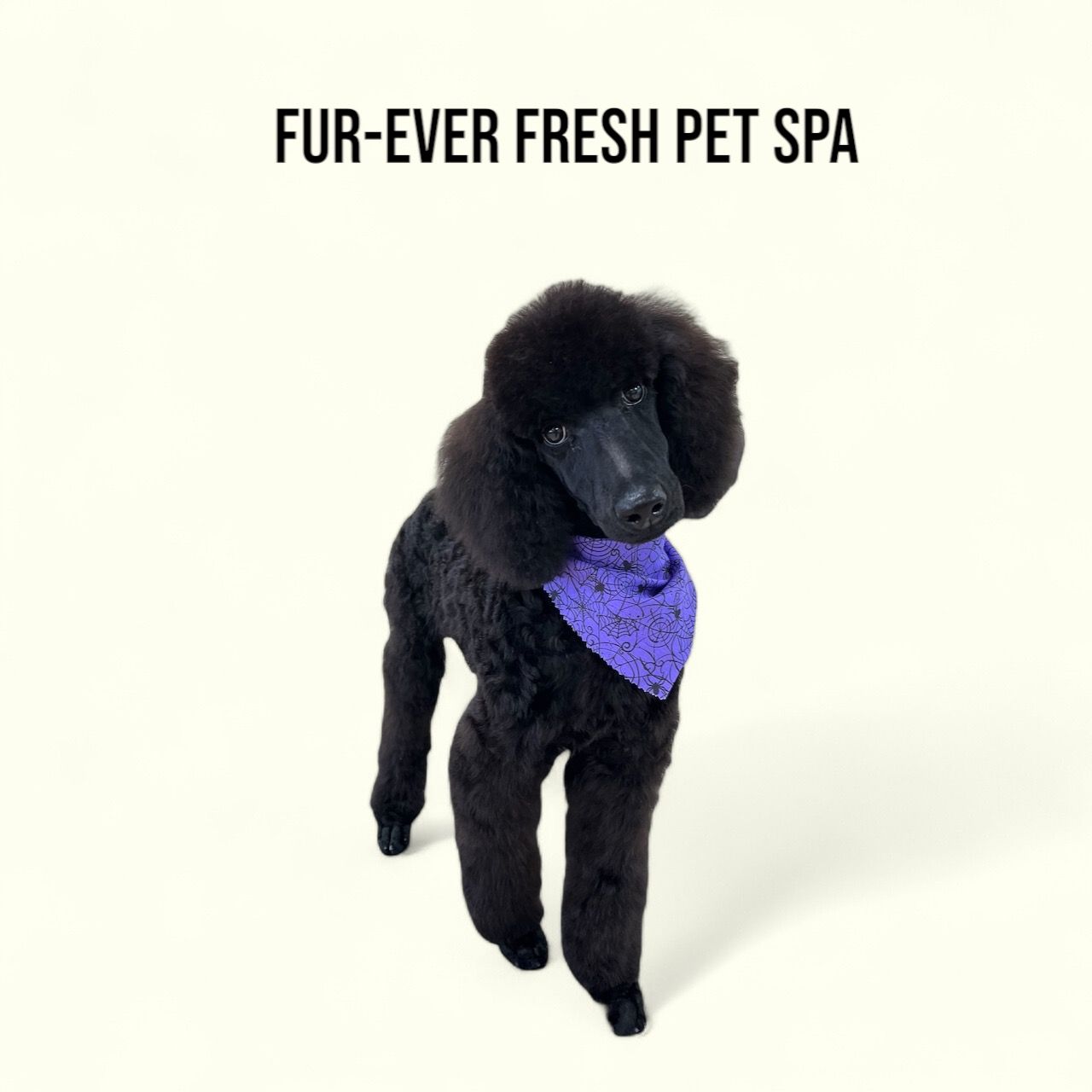 A black poodle wearing a purple bandana with the words fur-ever fresh pet spa below it