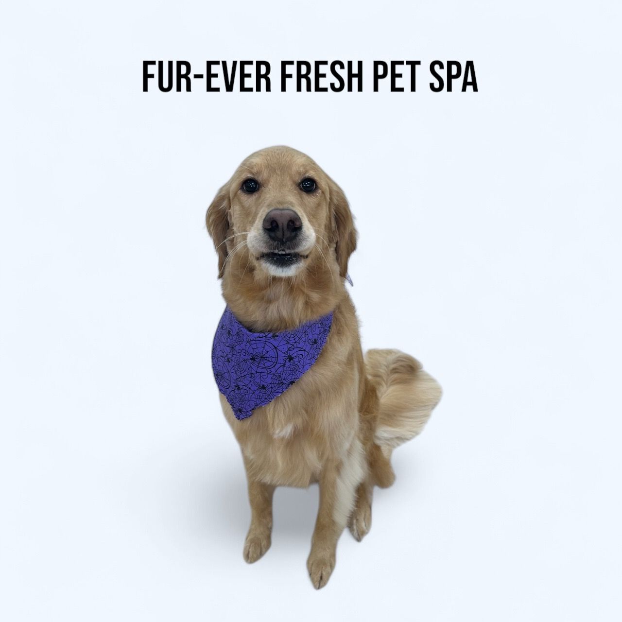 A dog wearing a purple bandana is sitting on a white surface.