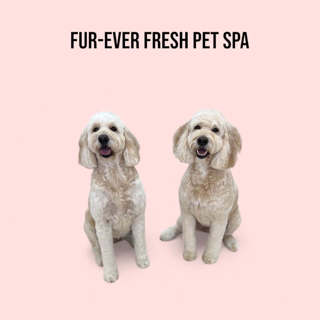 Two dogs are sitting next to each other on a pink background.