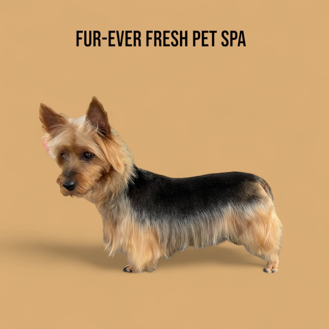 A small dog is standing in front of a sign that says fur-ever fresh pet spa