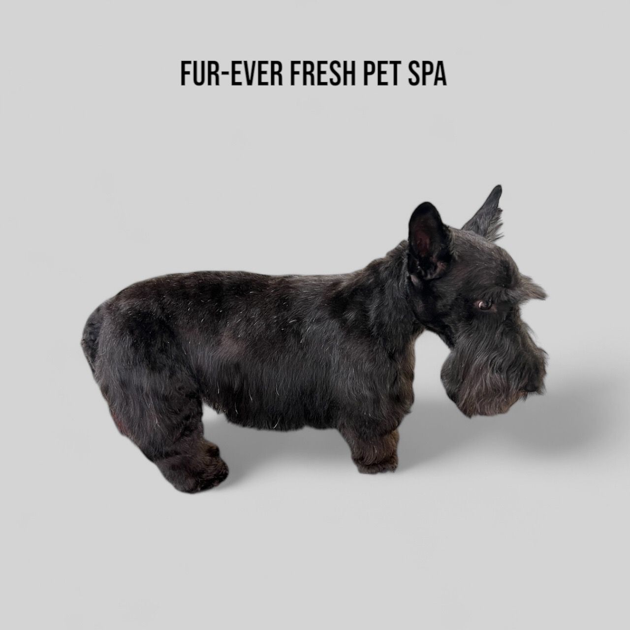 A black dog is standing in front of a sign that says fur-ever fresh pet spa