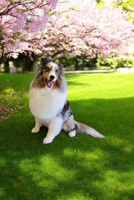 A collie dog is sitting in the grass under a cherry blossom tree.