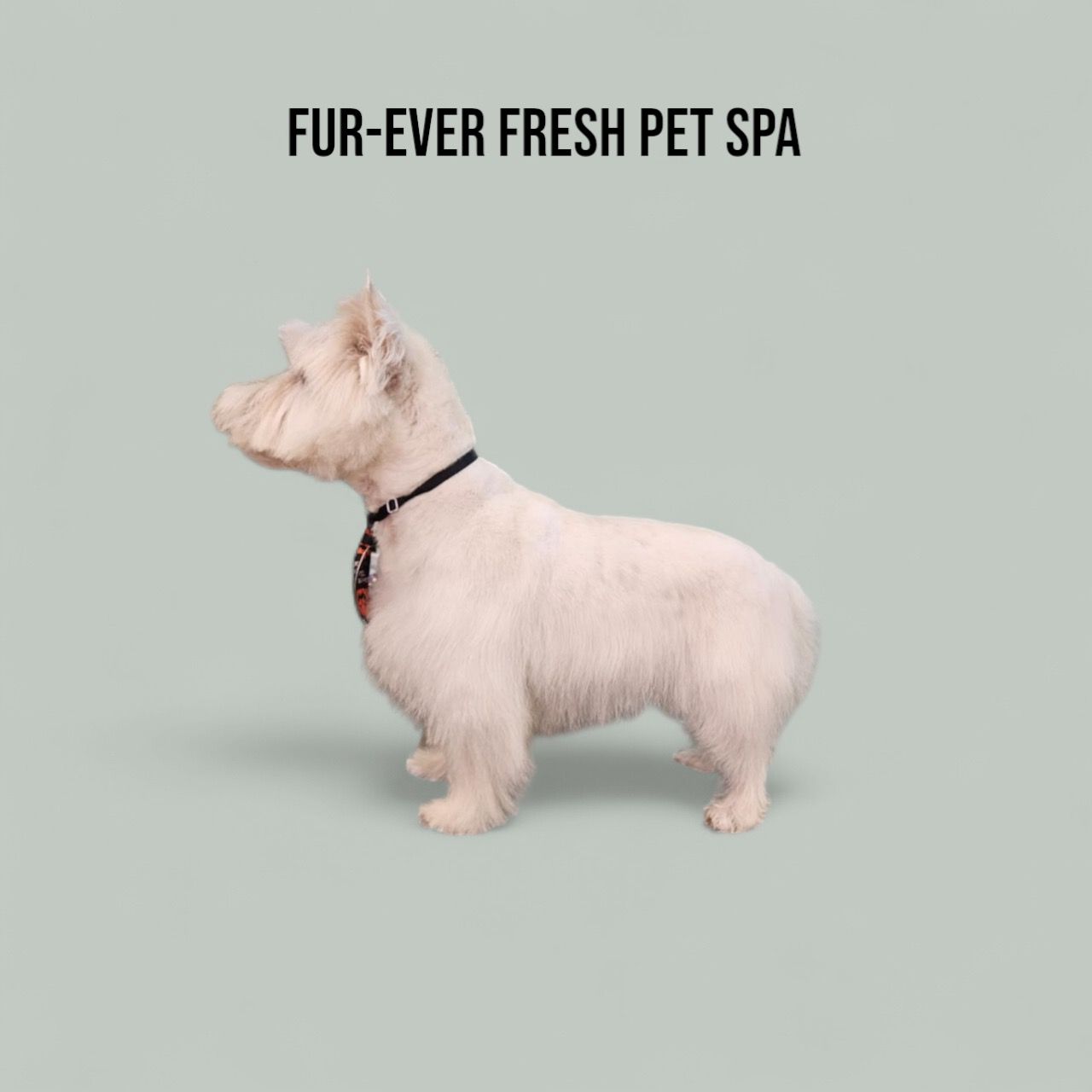 A white dog is standing in front of a sign that says fur ever fresh pet spa