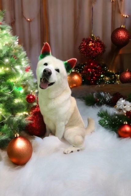 A white dog is sitting in front of a christmas tree.