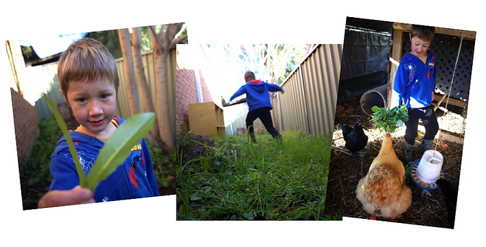 A boy in a blue shirt is holding a leaf and playing with chickens.