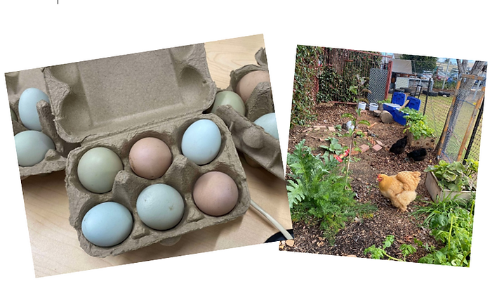 A carton of eggs next to a picture of a chicken in a garden.