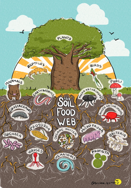 A cartoon illustration of the soil food web