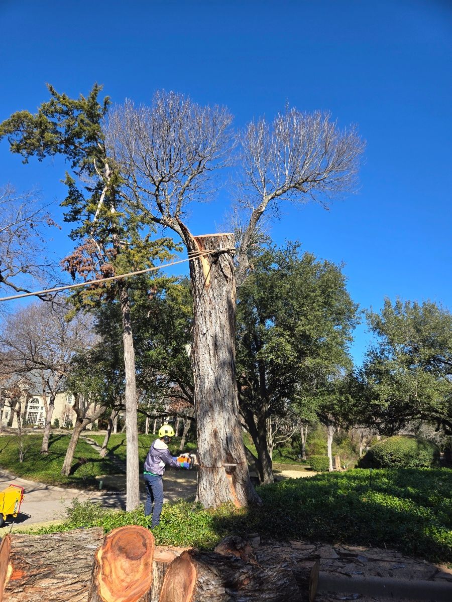 a man is kneeling down in a garden cutting a bush