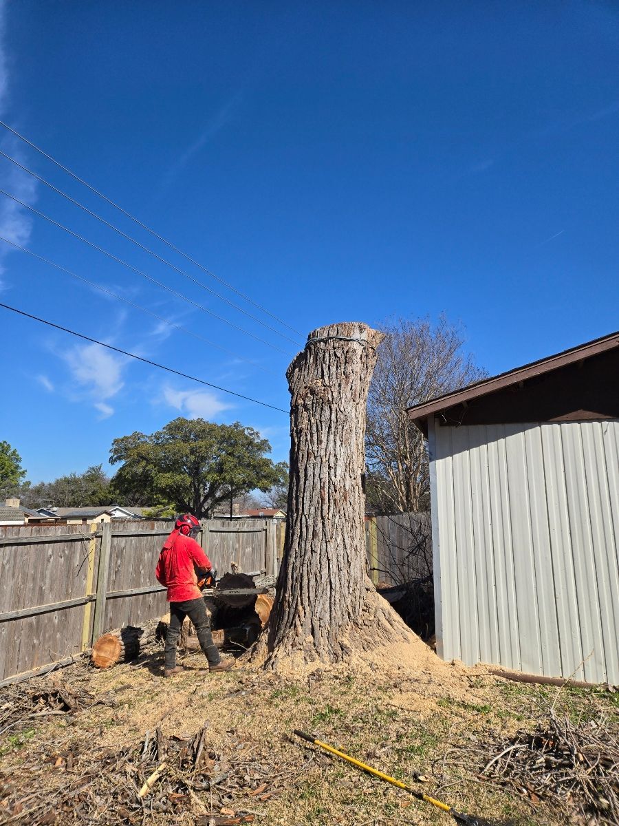 a man in a crane cutting a tree next to a truck full of leaves