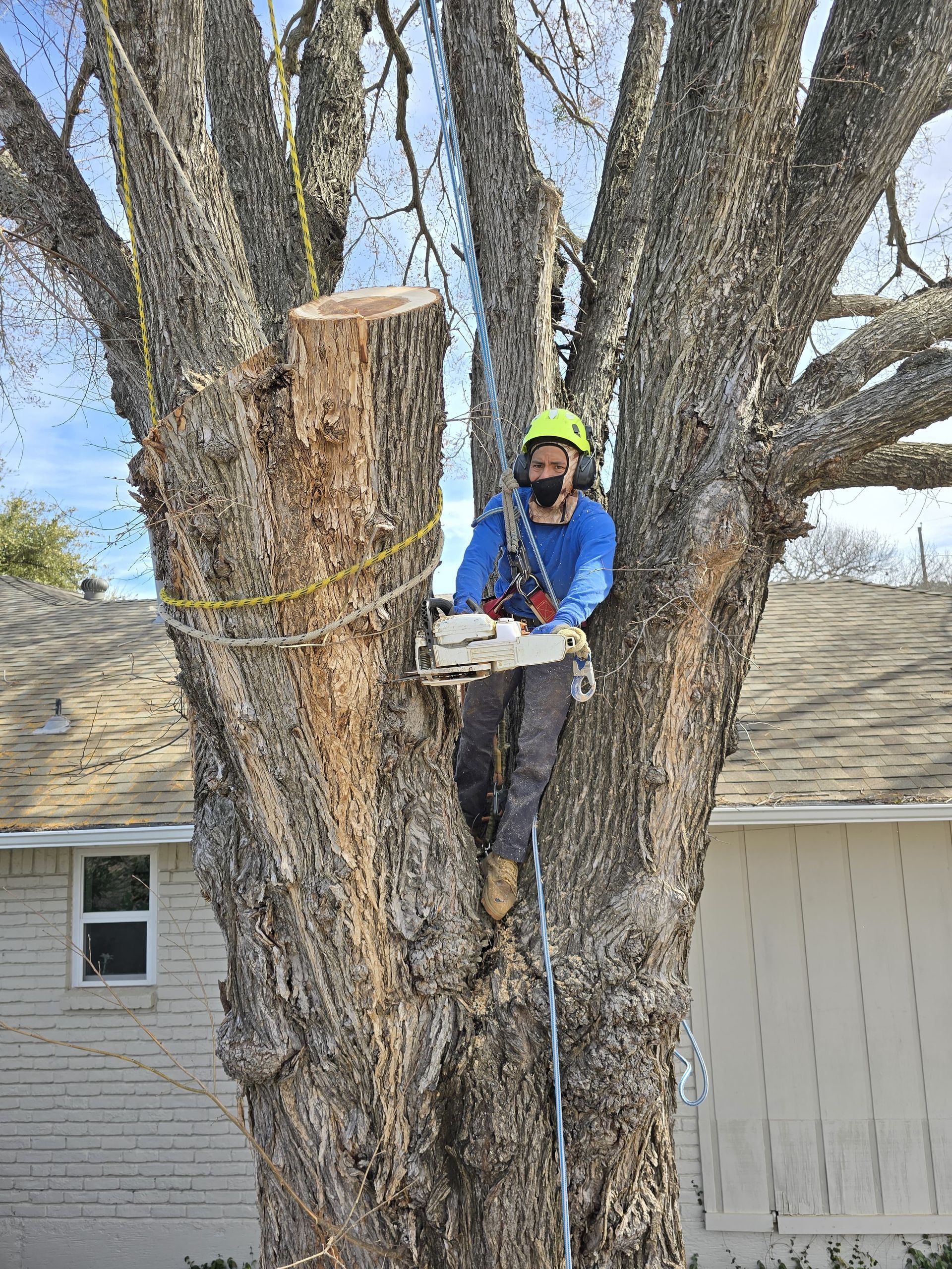 a ladder is being used to remove branches from a tree