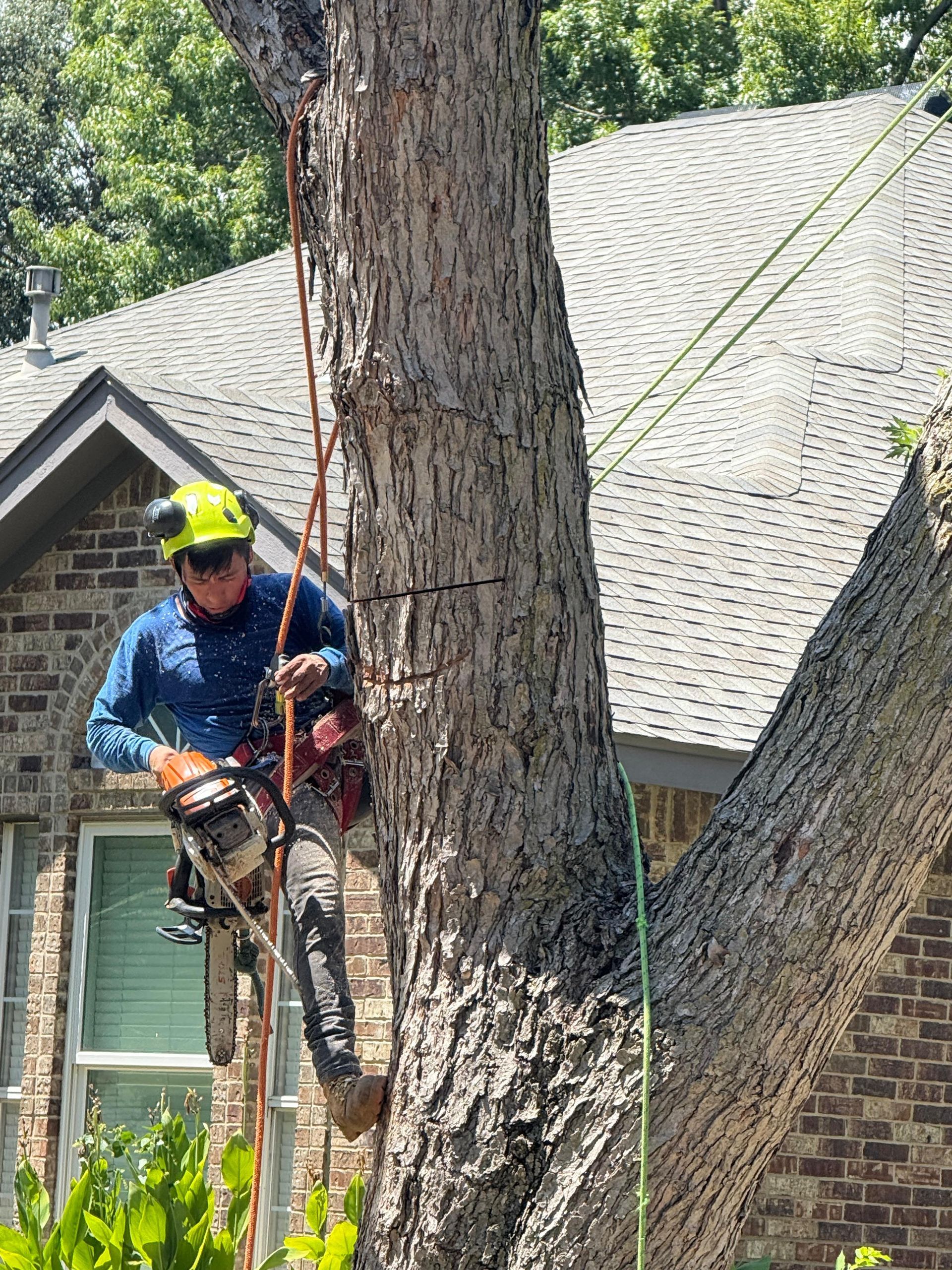 a man in a crane cutting a tree next to a truck full of leaves