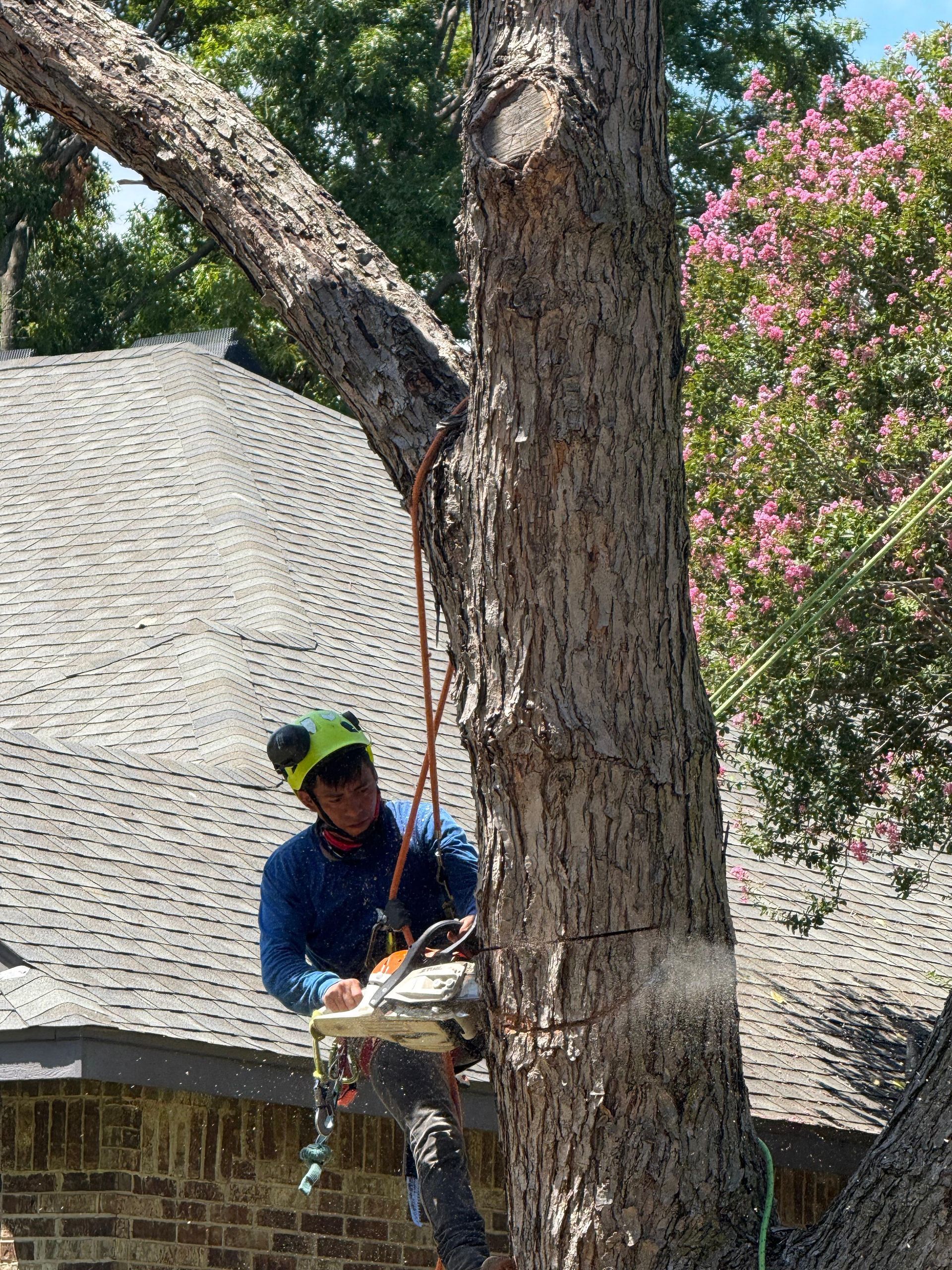 a ladder is being used to remove branches from a tree