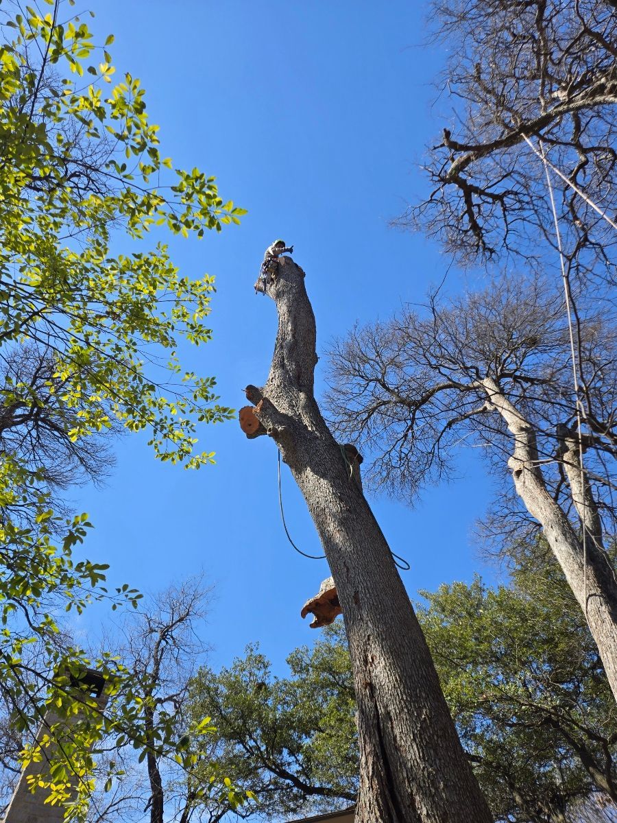 a ladder is being used to remove branches from a tree