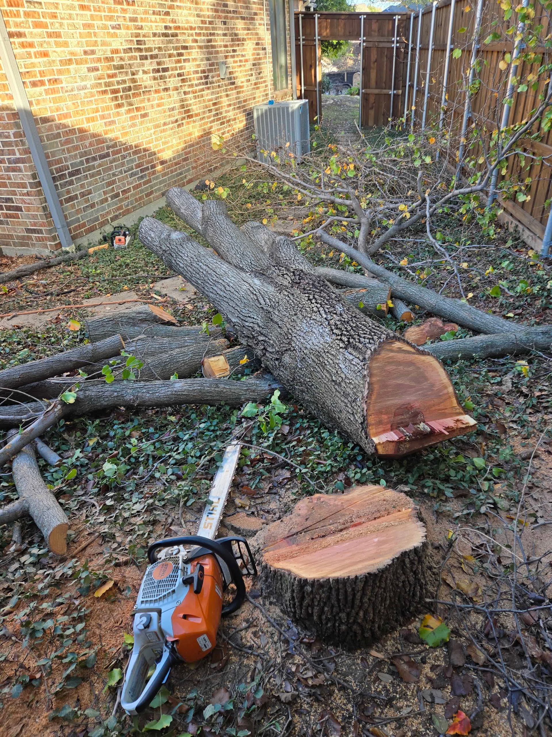 a ladder is being used to remove branches from a tree