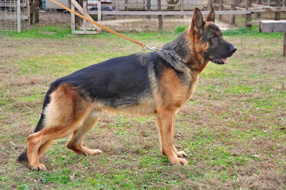 pastore tedesco a guinzaglio