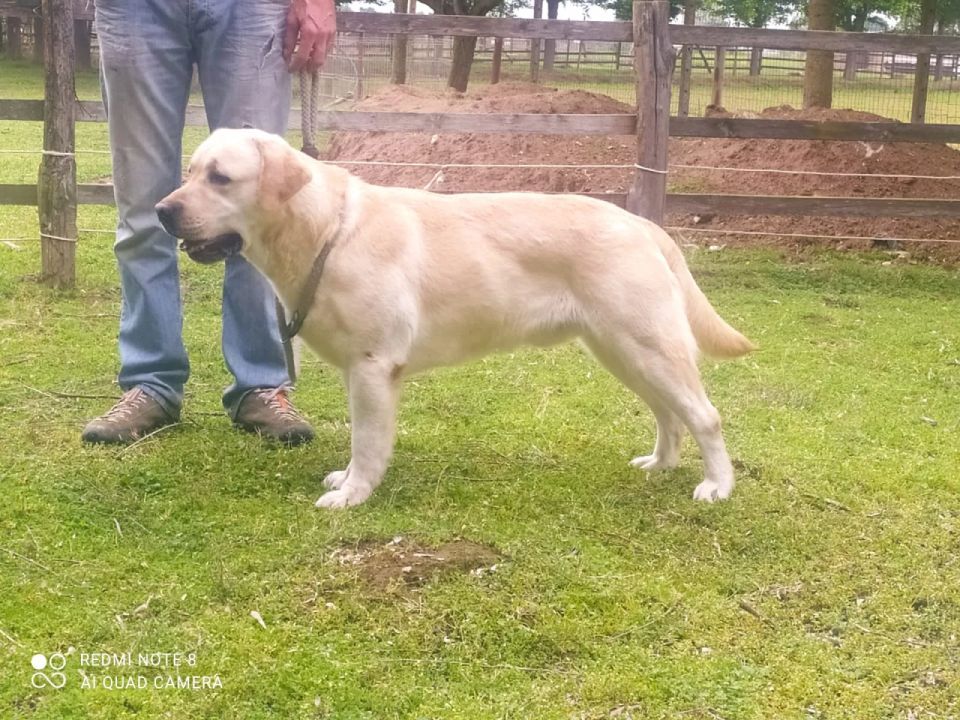 Un labrador retriever giallo è in piedi in un prato accanto a una persona, rivolto verso sinistra.