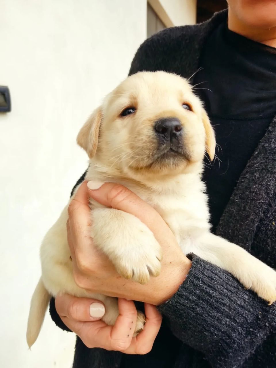 Una persona con un maglione scuro tiene in braccio un piccolo cucciolo di colore chiaro con le orecchie pendenti.