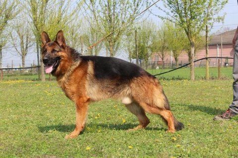 foto di un pastore tedesco adulto