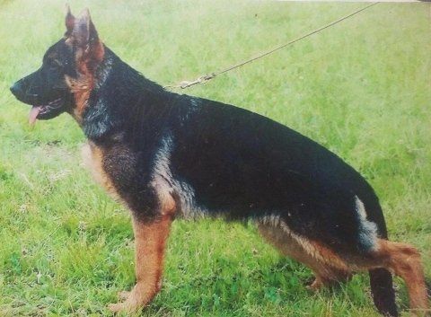 pastore tedesco in primo piano