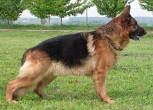 pastore tedesco di lato