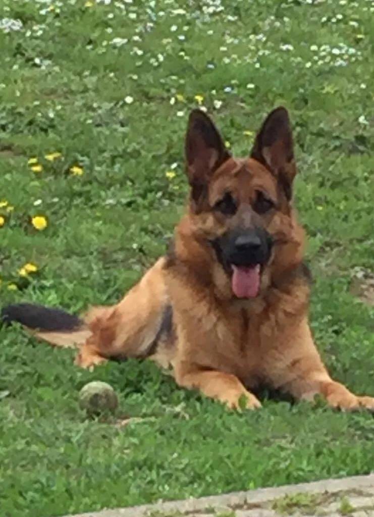 pastore tedesco seduto sul prato