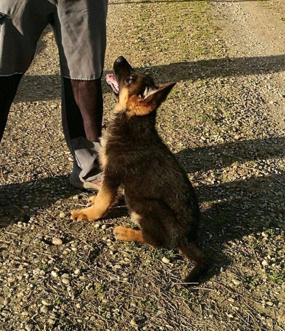 pastore tedesco mentre guarda e ascolta un istruttore