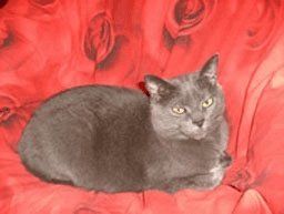 gatto certosino su un divano