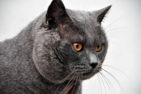 primo piano gatto certosino sdraiato