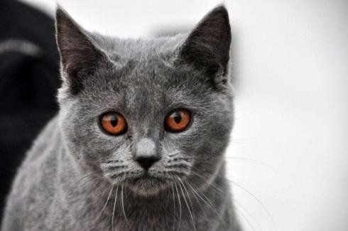 dettaglio frontale di un gatto certosino