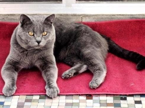 gatto certosino sdraiato su un divano a casa